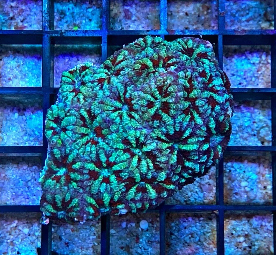 Acanthastrea lordhowensis - Großpolypige Steinkoralle - Galaxy - WYSIWYG36