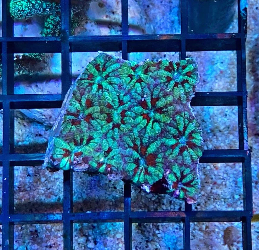 Acanthastrea lordhowensis - Großpolypige Steinkoralle - Premium - WYSIWYG 120