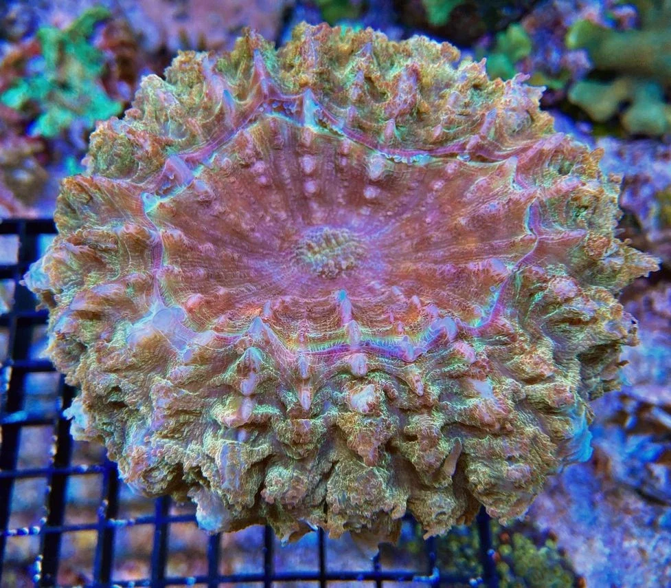 Acanthophyllia deshayesiana Tränenkoralle - L - Orange eye - WYSIWYG