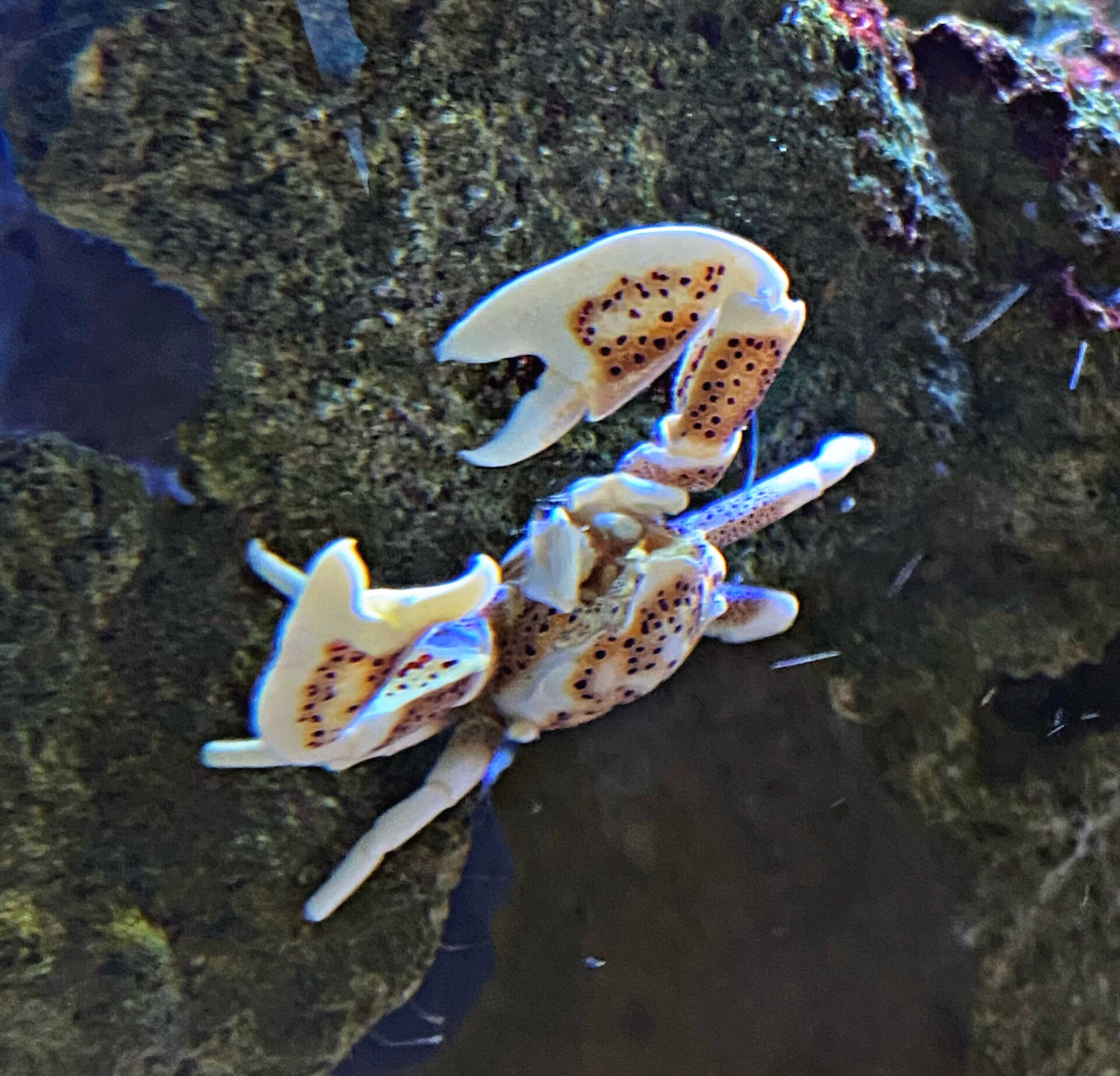 Porzellankrebs- Anemonenkrabbe: Neopetrolisthes sp.