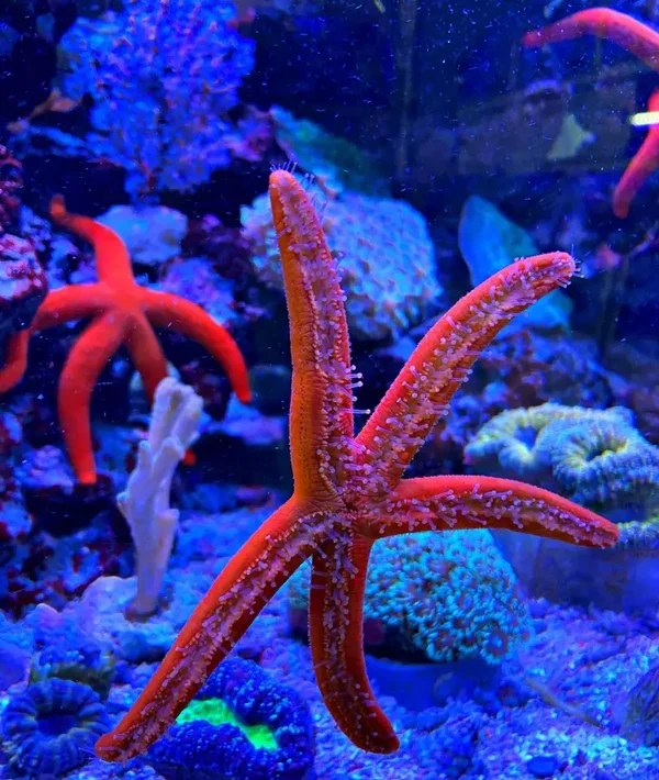 Linckia spp. - großer roter Seestern