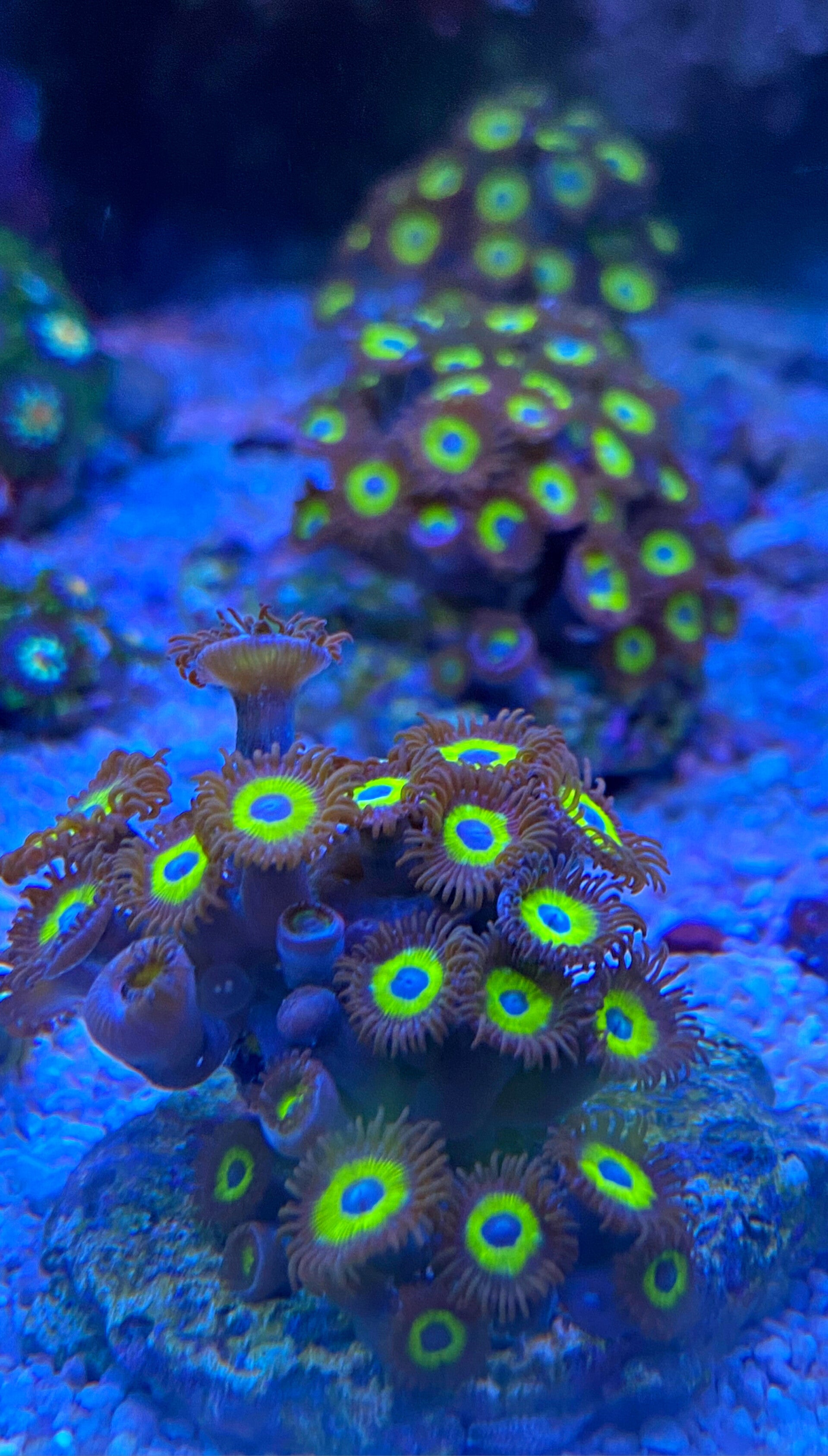 Zoanthus spec. - Krustenanemonen - Belladonna - NZ