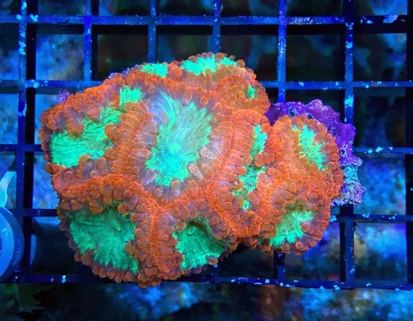 Blastomussa Wellsi - 8 Großpolypige Steinkoralle