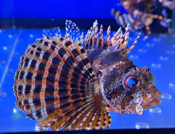 Rotfeuerfisch Zwerg Dendrochirus brachypterus