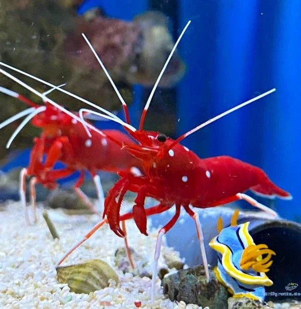 Kardinal Putzergarnele Lysmata debelius