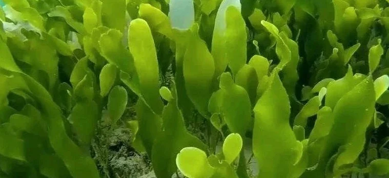 Caulerpa prolifera Kriechsprossalge - Blatt-Caulerpa