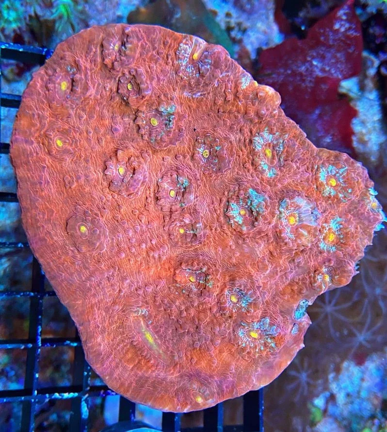 Echinophyllia sp. Chalice Coral - Ultra Color - WYSIWYG E5