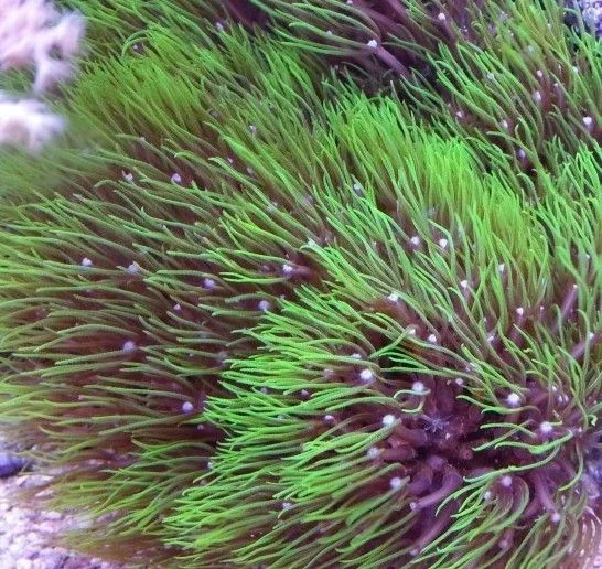 Pachyclavularia violacea - Grüne Röhrenkoralle