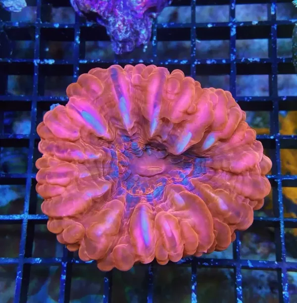 Cynarina lacrymalis -Tränenkoralle - Ultra red WYSIWYG 136