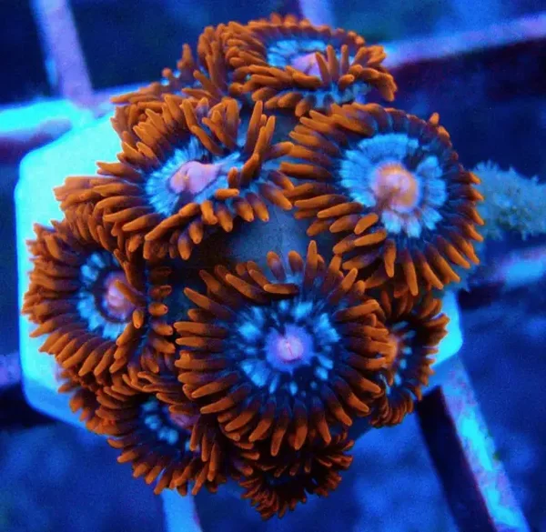 Zoanthus Krustenanemone "Fire and Ice" - NZ