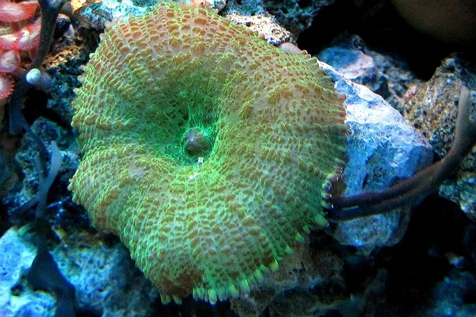 Scheibenanemone Rhodactis spec. Super green