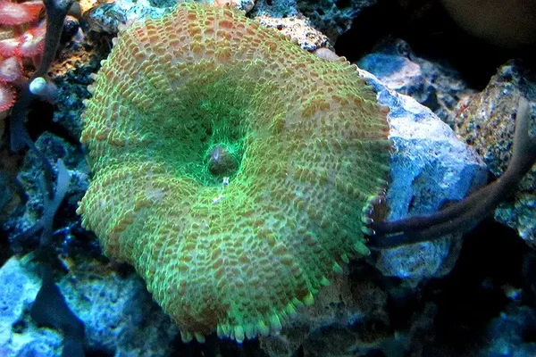 Scheibenanemone Rhodactis spec. Super green