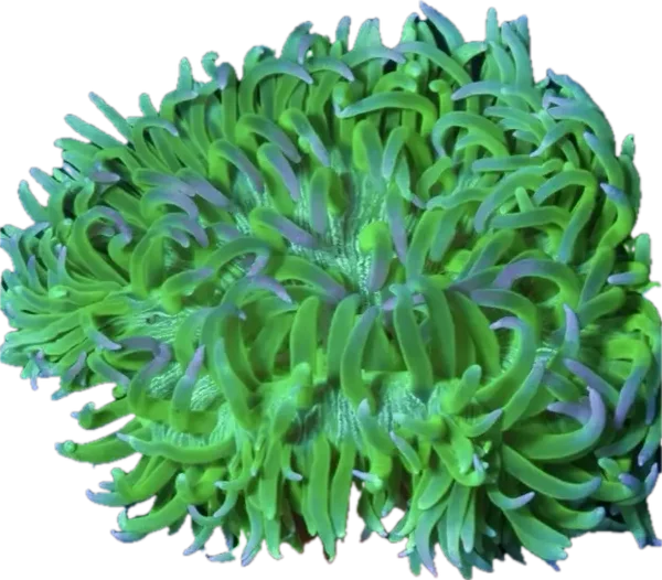 Macrodactyla doreensis Korkenzieher-Anemone Color