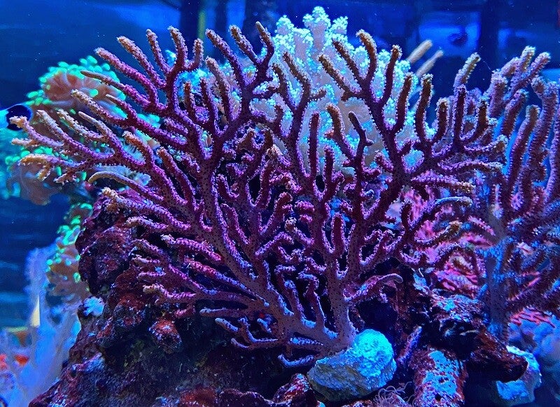 Echinogorgia sp. - Farbwechselnde Gorgonie - Bicolor