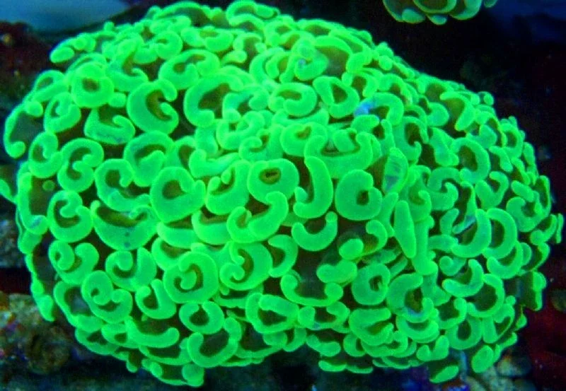 Euphyllia ancora - Hammerkoralle Nachzucht