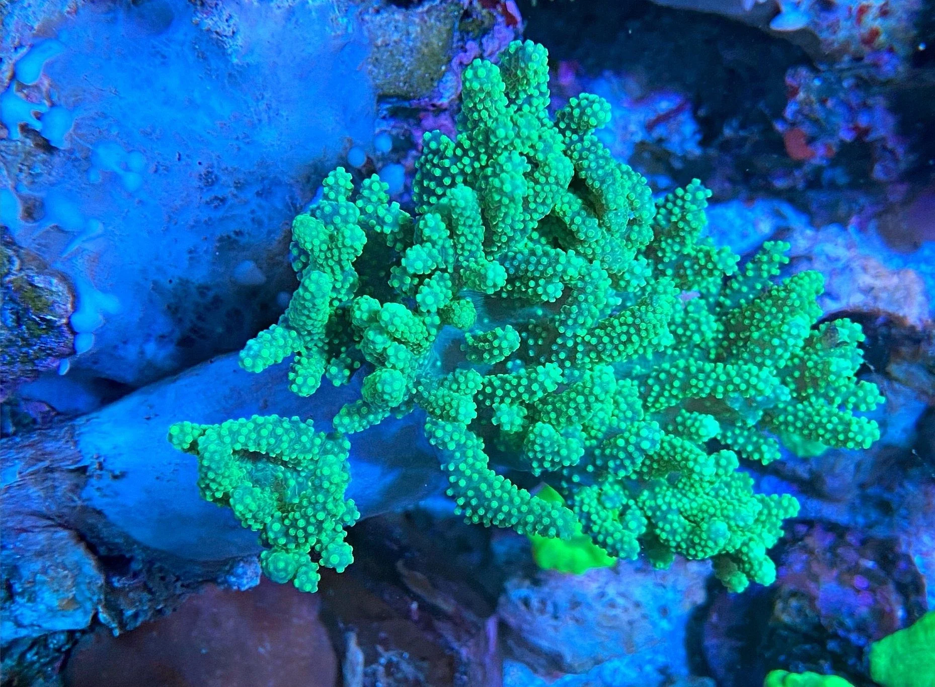 Weichkoralle Sinularia Flexibilis - Ultra green - Australien