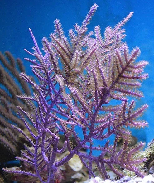 Muriceopsis flavida Karibische Gorgonie