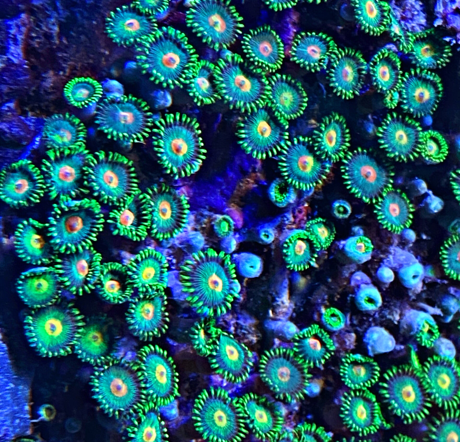 Zoanthus spec. - Krustenanemonen "Gorilla Nippel"