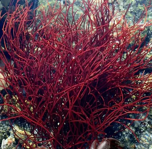 Gracilaria gracilis Rotalge