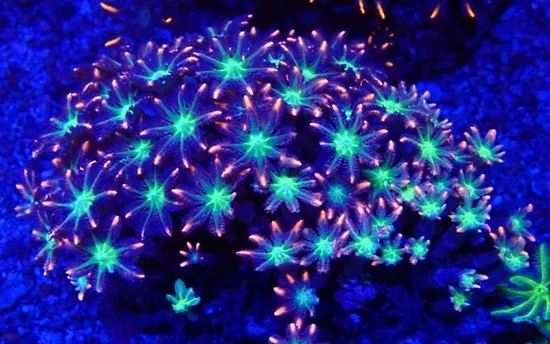 Clavularia sp. Röhrenkoralle - Orange Stripe