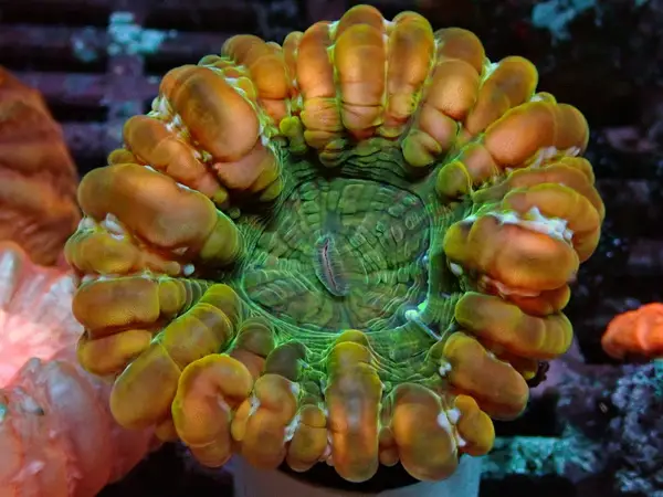 Cynarina lacrymalis Tränenkoralle Bicolor special Color