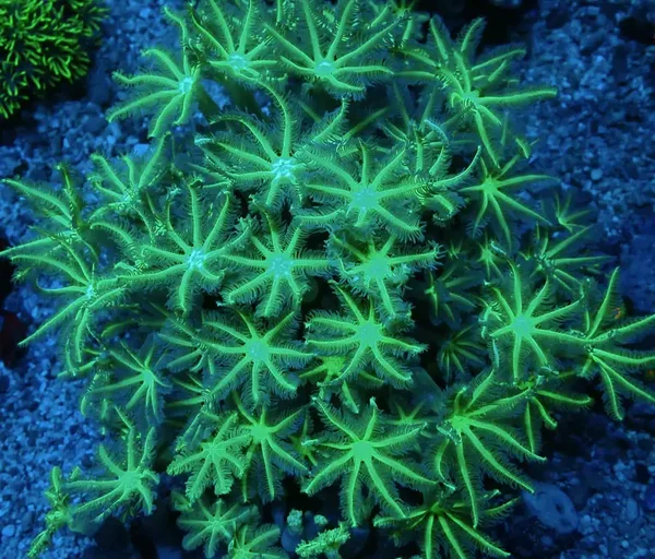 Clavularia sp. Sun Green Röhrenkoralle