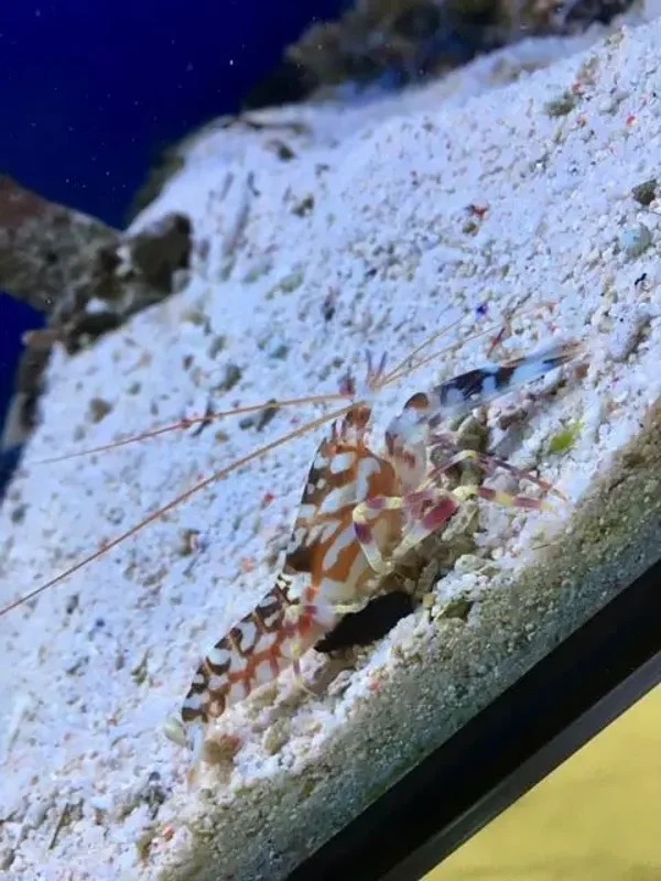 Alpheus bellulus - Schöner Symbiose Knallkrebs