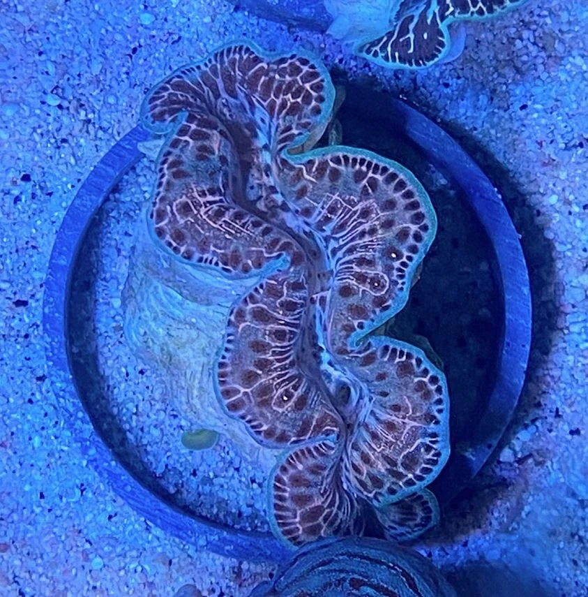 Tridacna maxima ultra - Mördermuschel - M - WYSIWYG 49