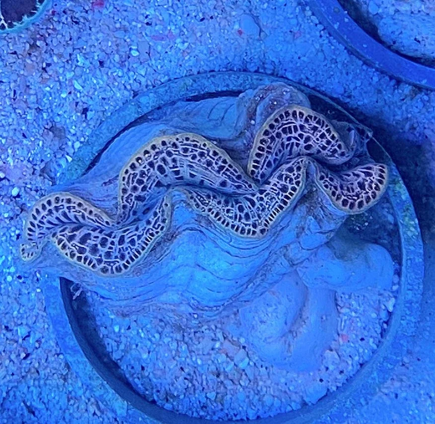 Tridacna maxima ultra - Mördermuschel - M - WYSIWYG 45