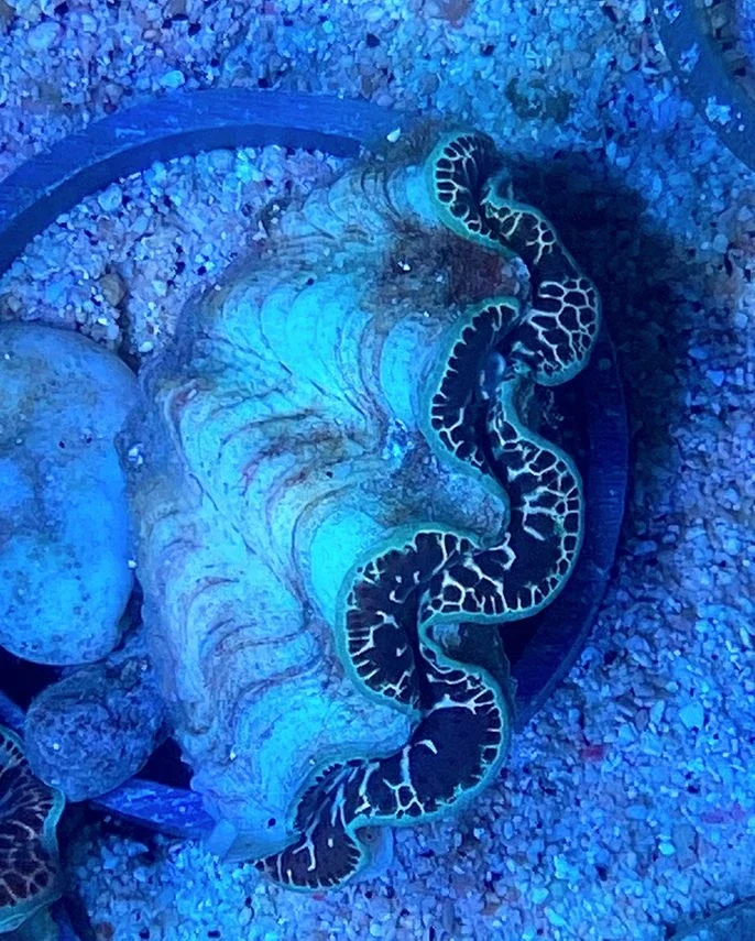 Tridacna Maxima Gold - Electric bronzen - M - Mördermuschel - WYSIWYG 520 - Nachzucht