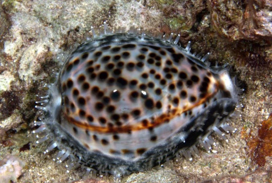 Cypraea tigris - Tigerkauri
