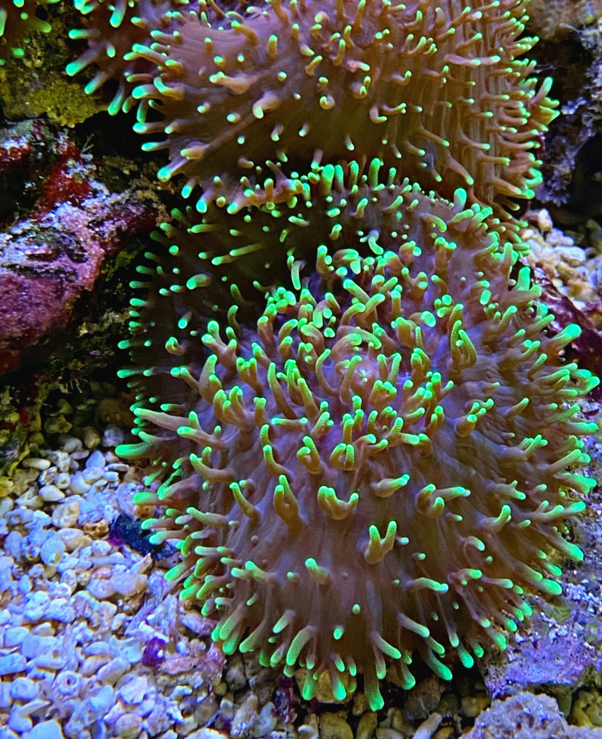 Scheibenanemone Rhodactis spec. green