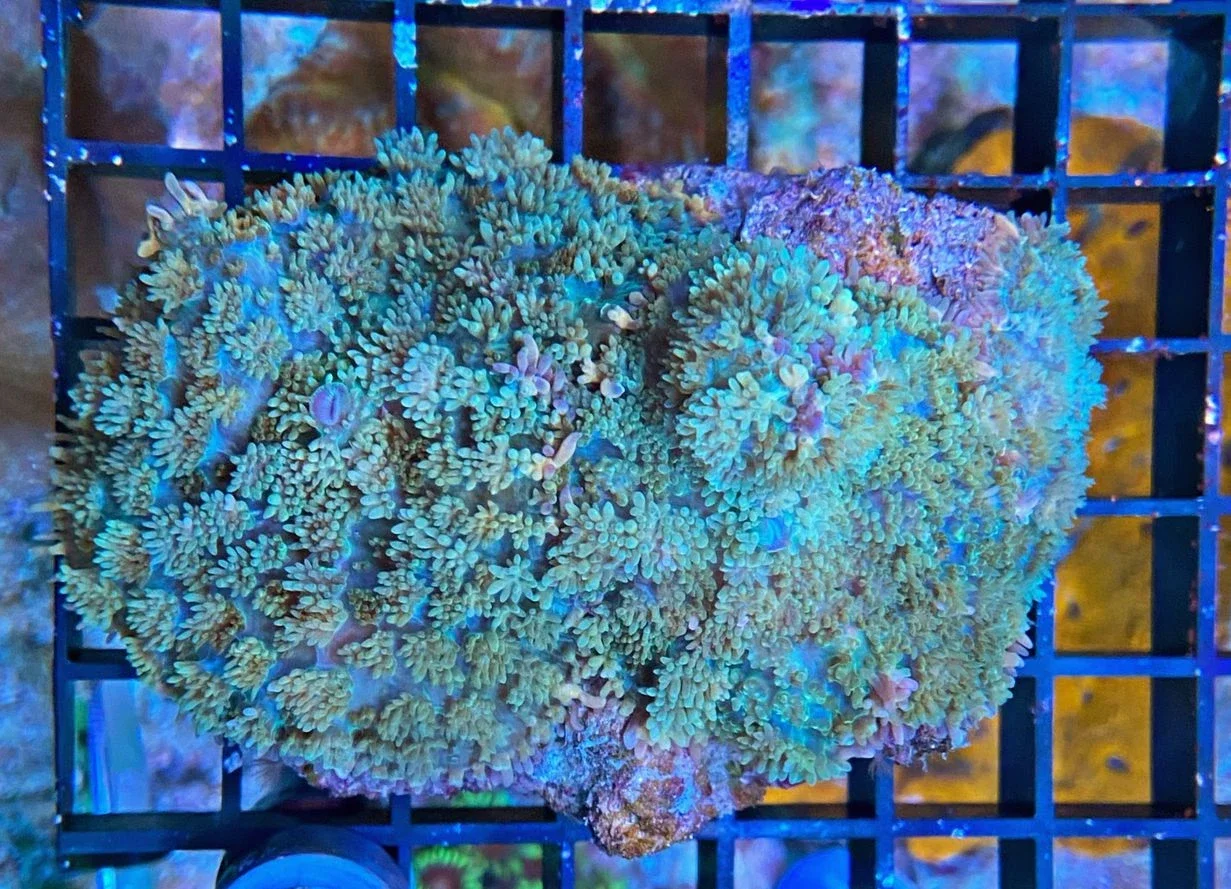 Scheibenanemone Rhodactis spec. - Hairy green Color - WYSIWYG