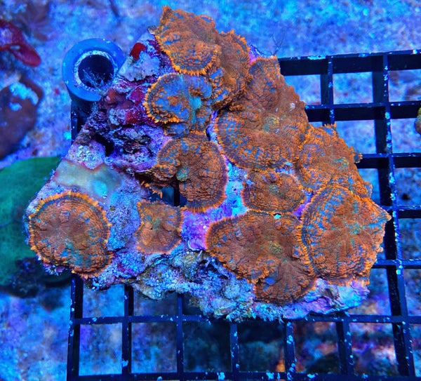 Rhodactis spec. Scheibenanemone A- Grade - Red Fire - WYSIWYG