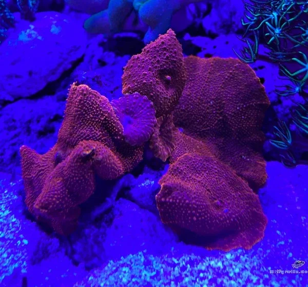 Scheibenanemone Rhodactis Super Red spec.