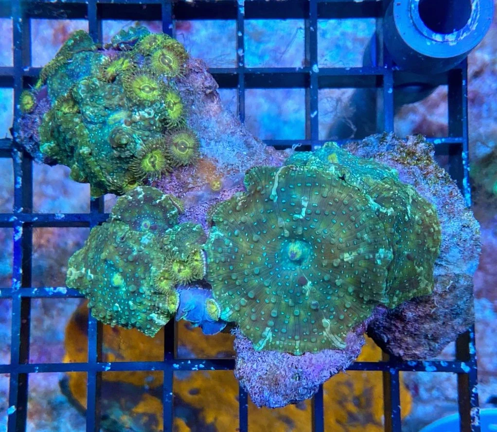 Scheibenanemone Rhodactis spec. - Ultra dotted Green mit gelben Zoas - WYSIWYG