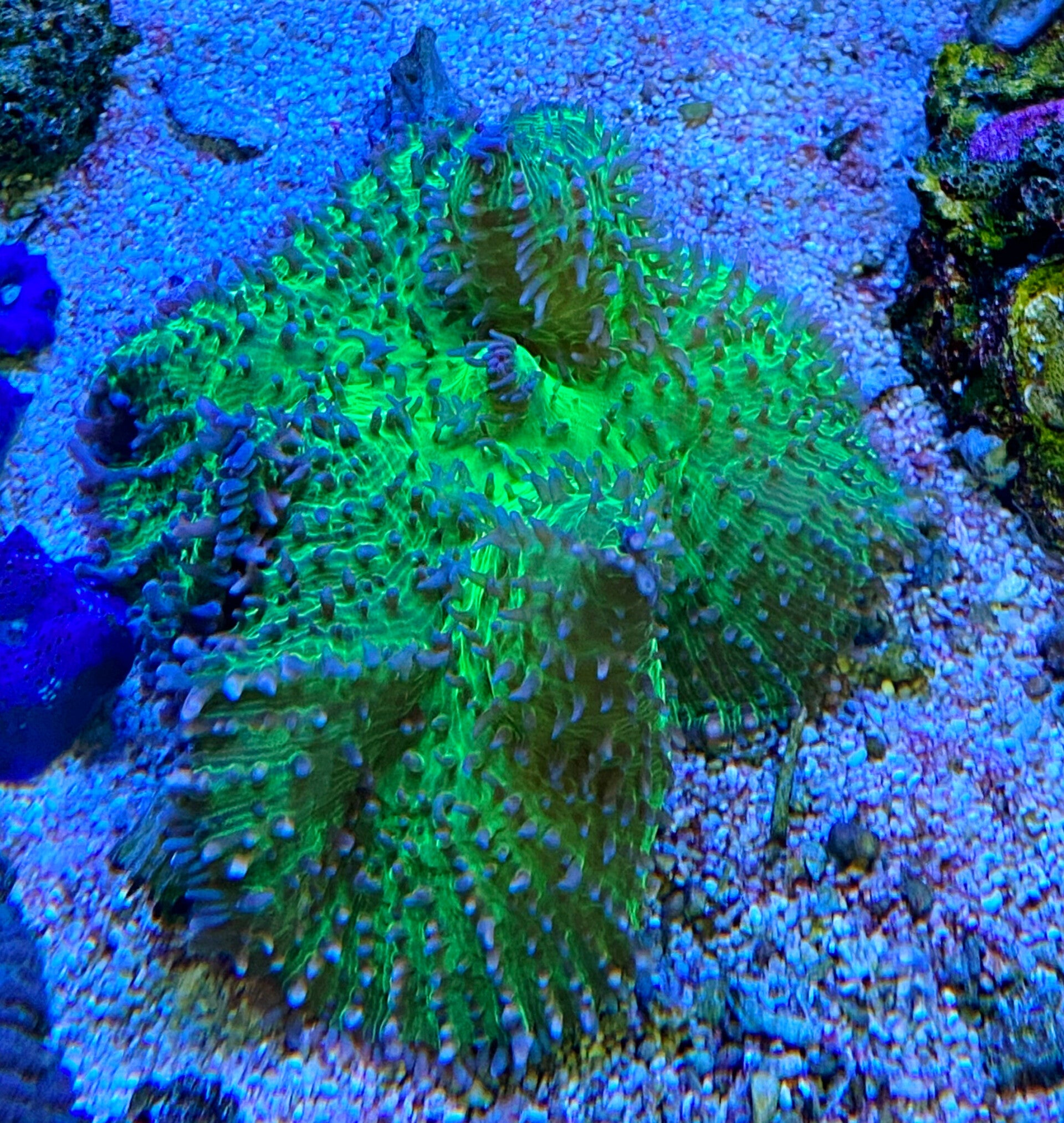Rhodactis spec. Super neon green Scheibenanemone