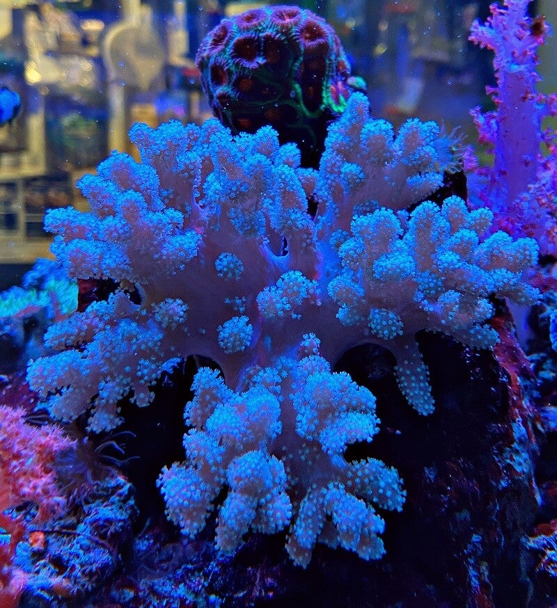 Sinularia notanda - gelbe Fingerlederkoralle