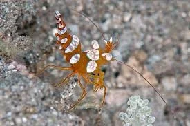 Garnele Thor amboinensis - Hohlkreuz-Garnele