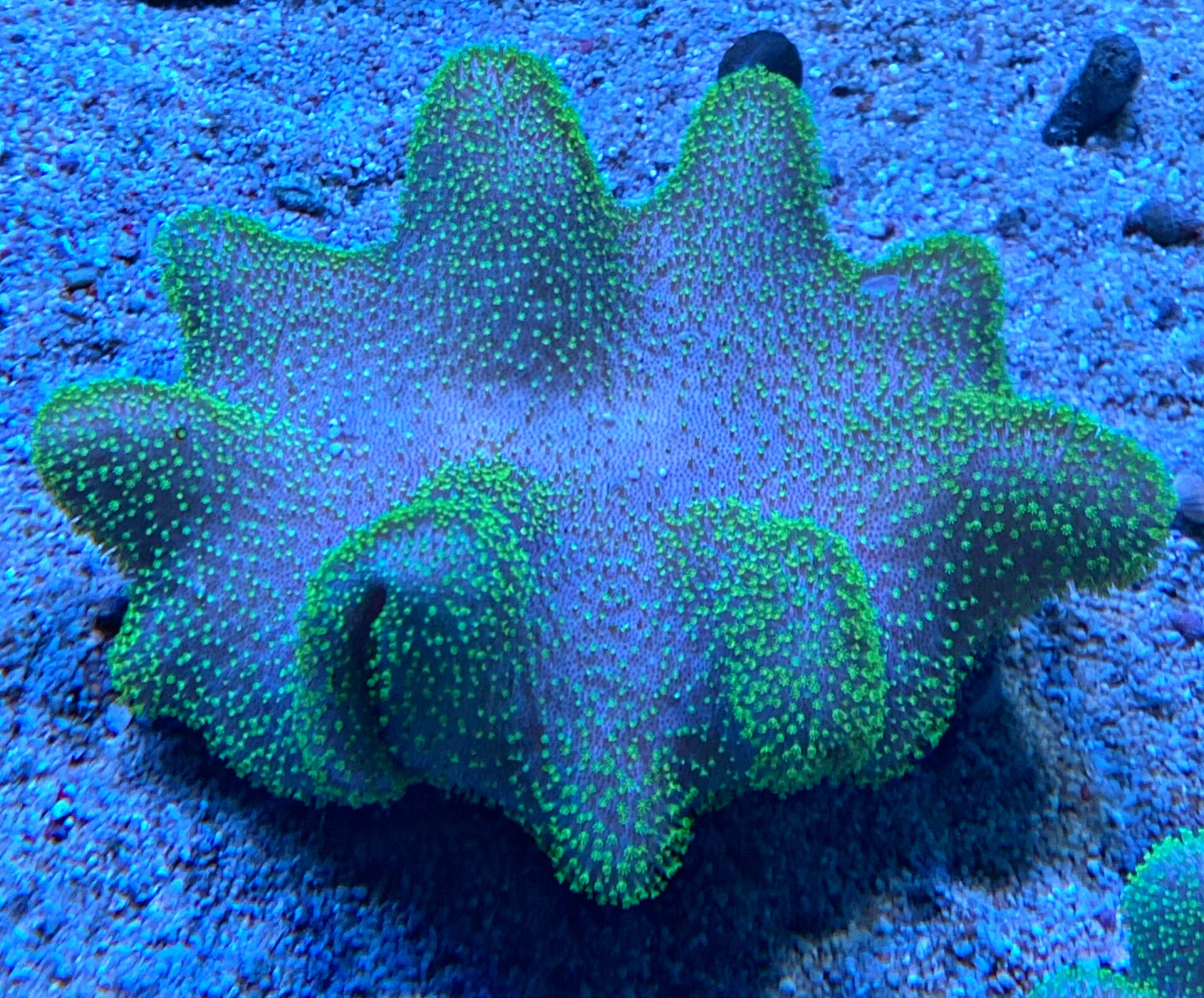 Sarcophyton trocheliophorum - Troglederkoralle grün/gelbe Polypen