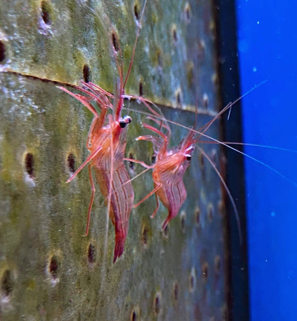 Lysmata wurdemanni - Wurdemanns Garnele