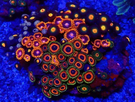 Zoanthus - Signature Zoa Garden2 - Multi Color - WYSIWYG