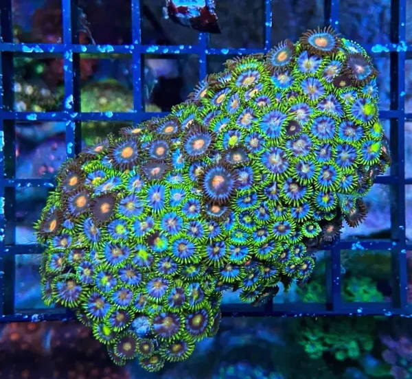 Zoanthus - MultiColor - Krustenanemone - WYSIWYGzoa1