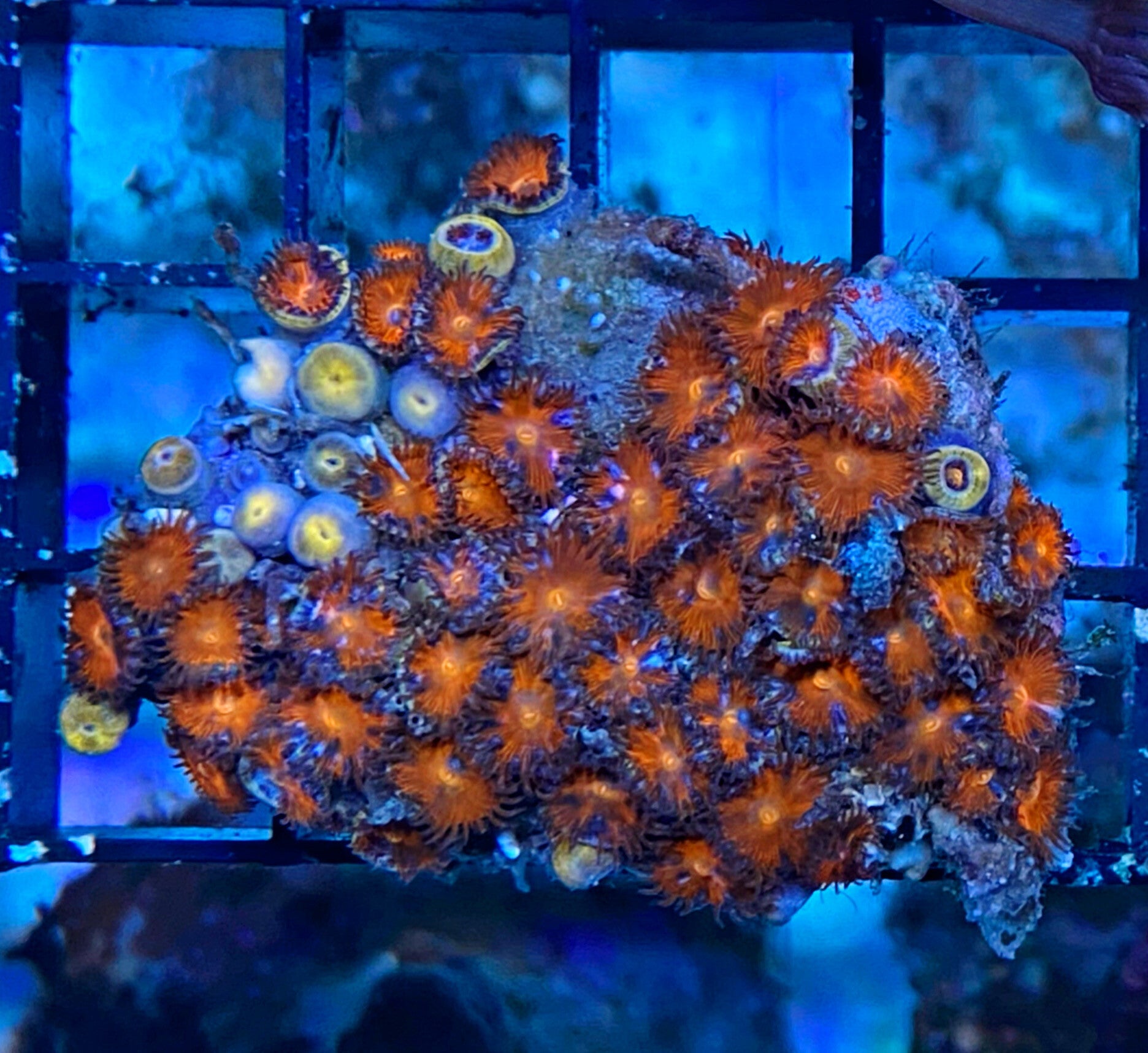 Zoanthus Red Sunshine Krustenanemone