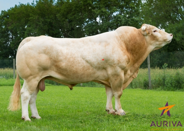 Berkhout Ramos van 't Spank