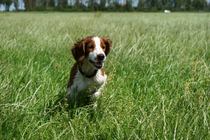 van Sminiastate Welsh Springer Spaniels