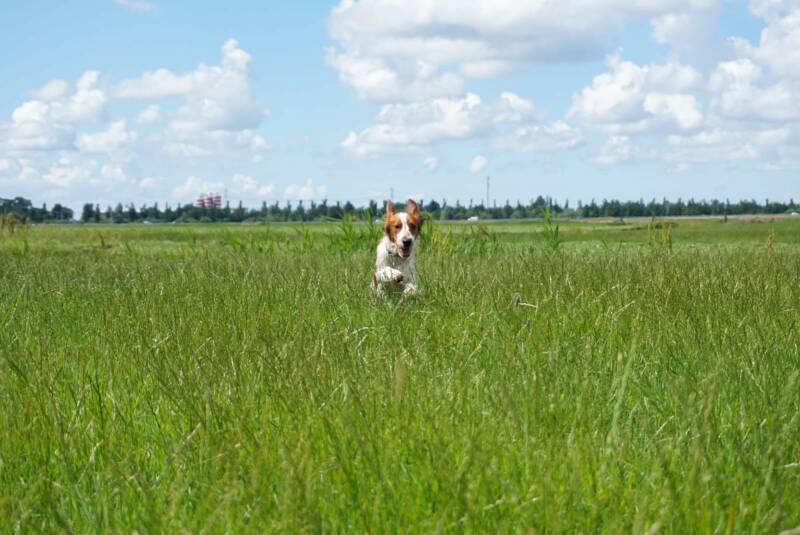 van Sminiastate Welsh Springer Spaniels
