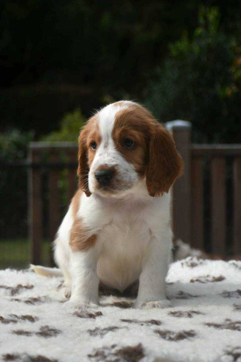 Welsh Springer Spaniel pup