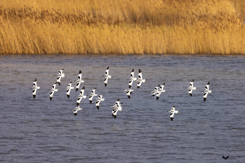 Avocettes