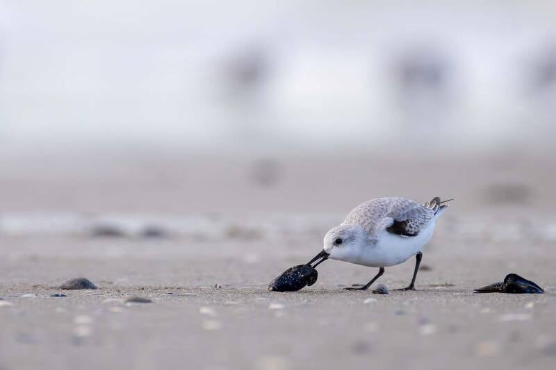 Bécasseau Sanderling